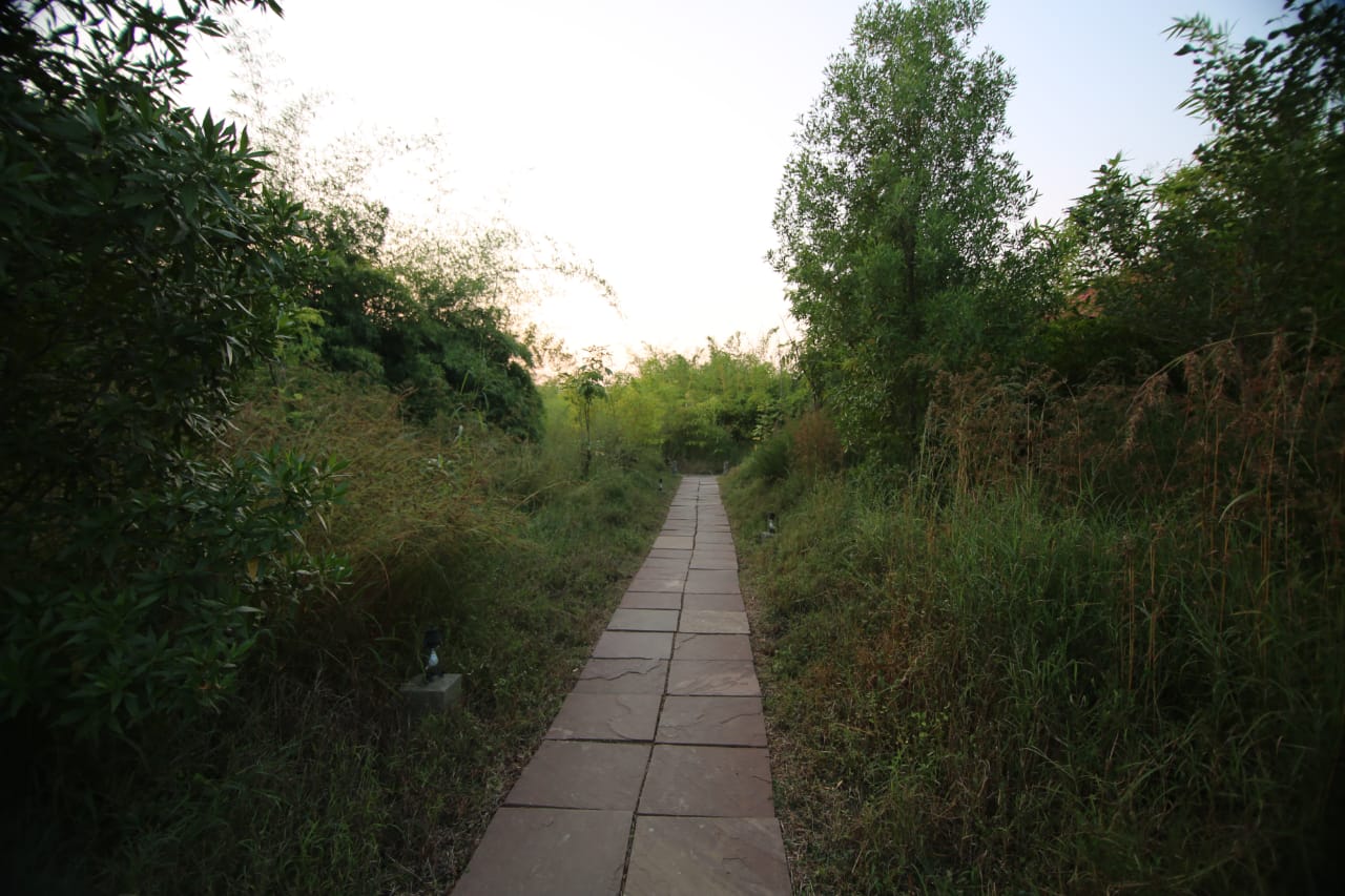 Stone walkway running through the bamboo toward the cottages